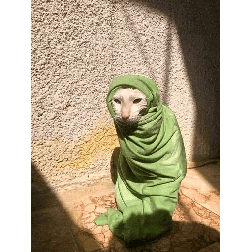 Meow 10