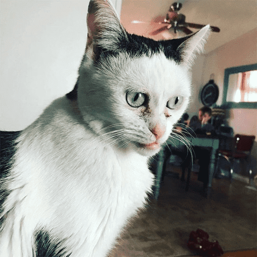 Meow 4