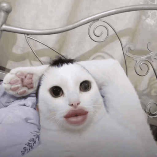 Meow 18