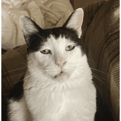 Meow 11