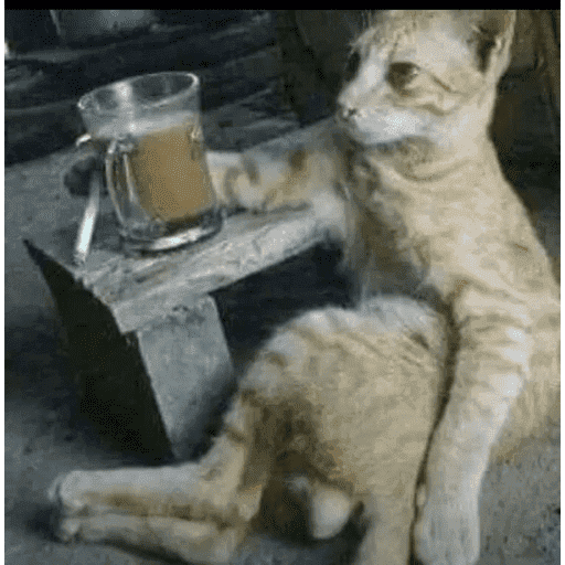 Meow 12