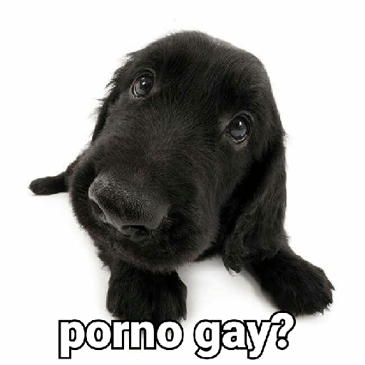 Bichos fofos com frases sus 12