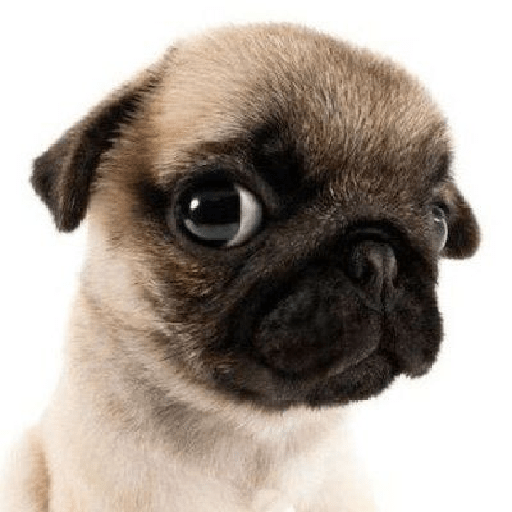 Bichos fofos com frases sus 9