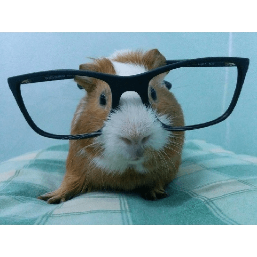 Bichos fofos com frases sus 8