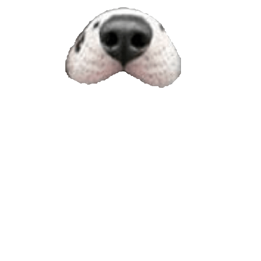Filtro de cachorro 6