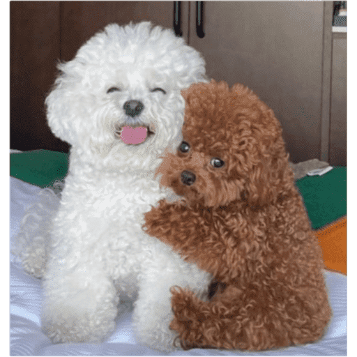 Perritos  3