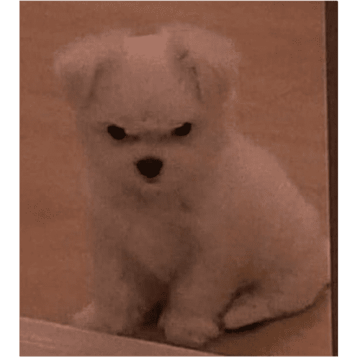 Perritos  6