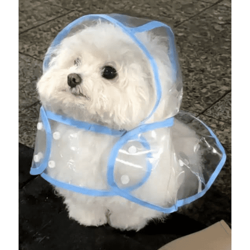 Perritos  4