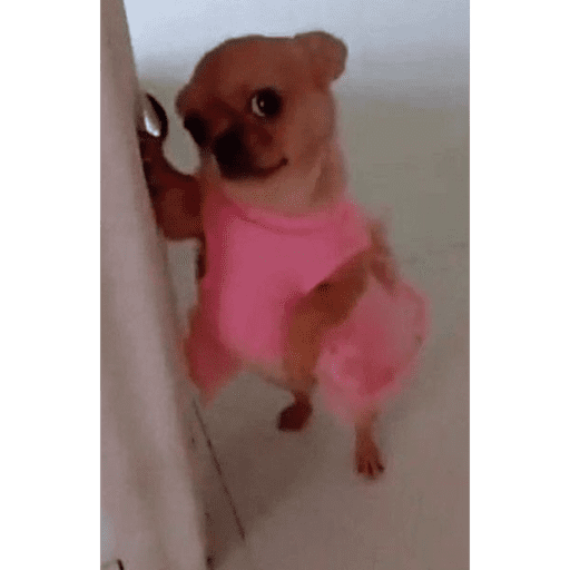 Perritos  7