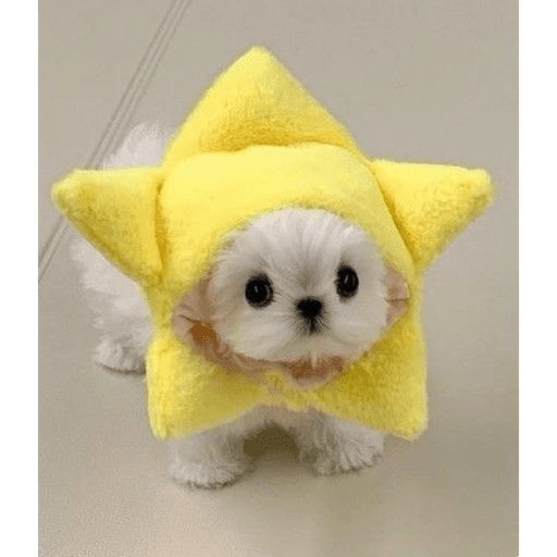 Perritos  5