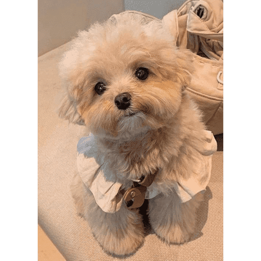 Perritos  1