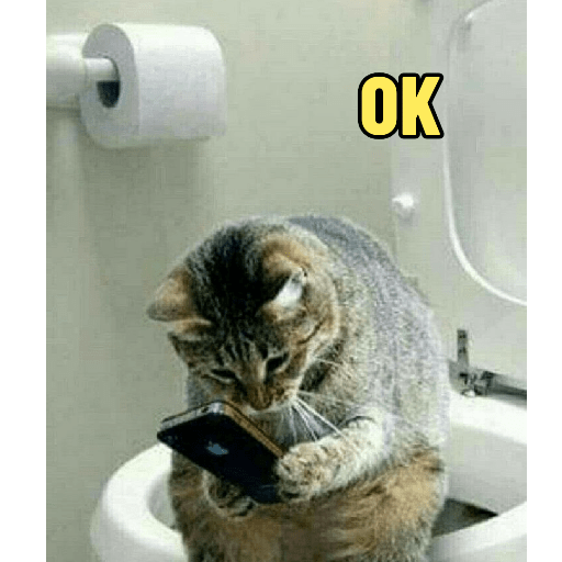 Cats 21