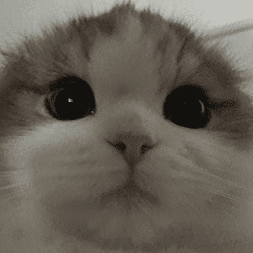 Cats 3