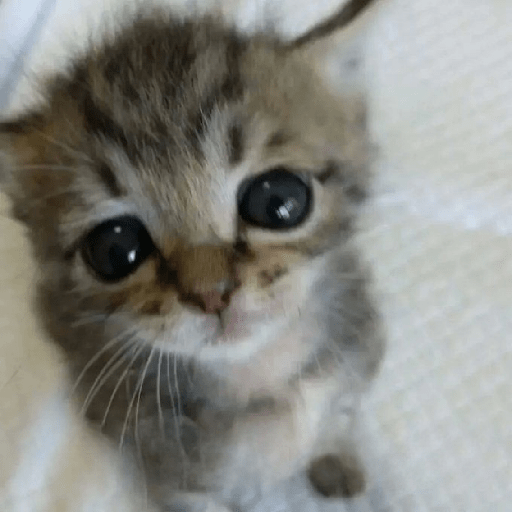 Cats 5