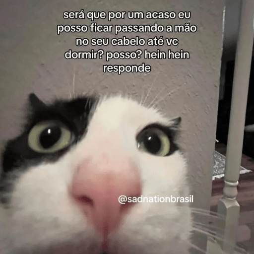 Cats 18