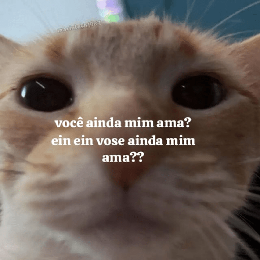 Cats 13