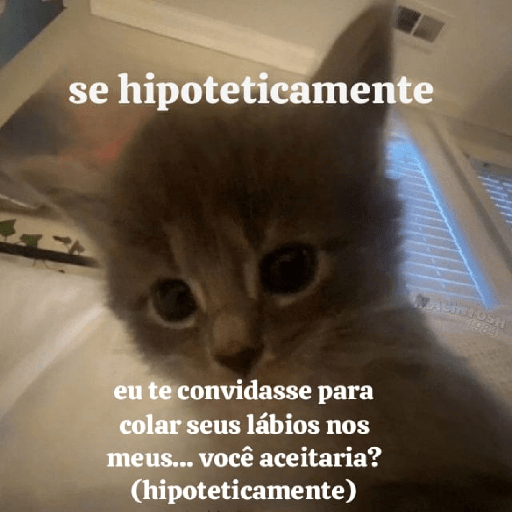 Cats 6