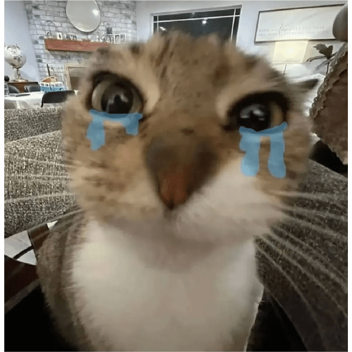 Cats 28