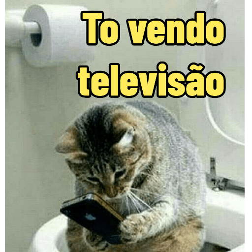 Cats 19