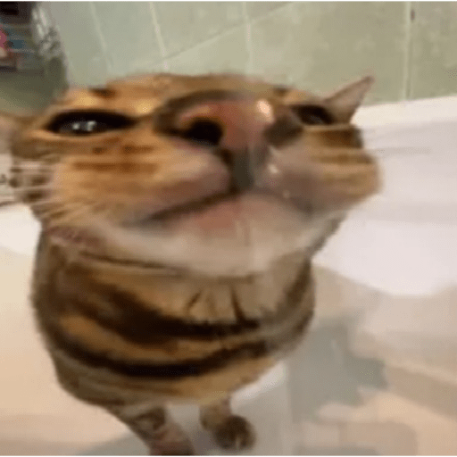 Cats 16