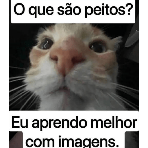 Cats 29
