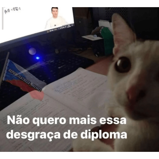 Cats 30