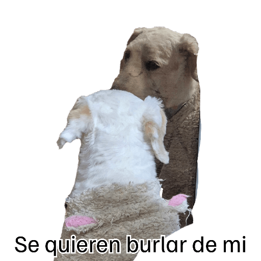 Dany 4