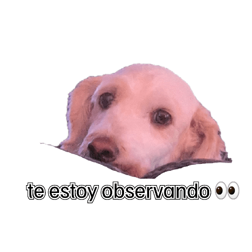 Dany 22