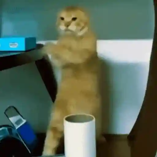 Gato para reagir 🐈 2
