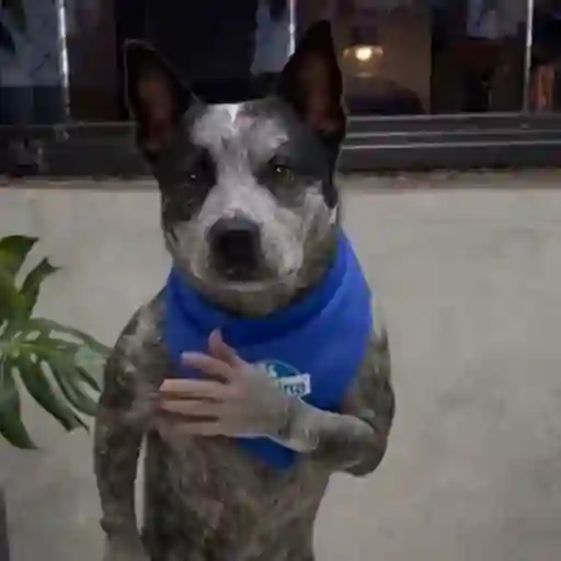 Doguinho | dog | cachorros 10