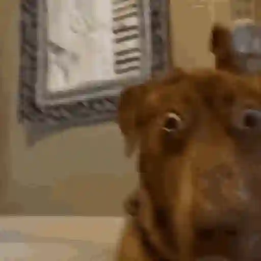 Doguinho | dog | cachorros 3
