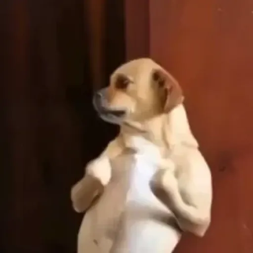 Doguinho | dog | cachorros 7