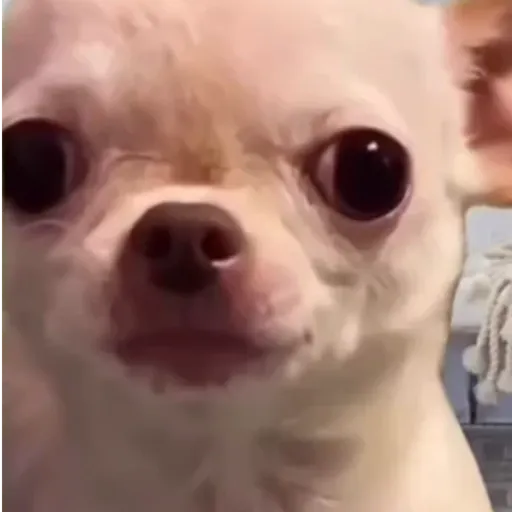 Doguinho | dog | cachorros 2