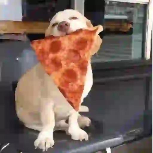 Doguinho | dog | cachorros 9