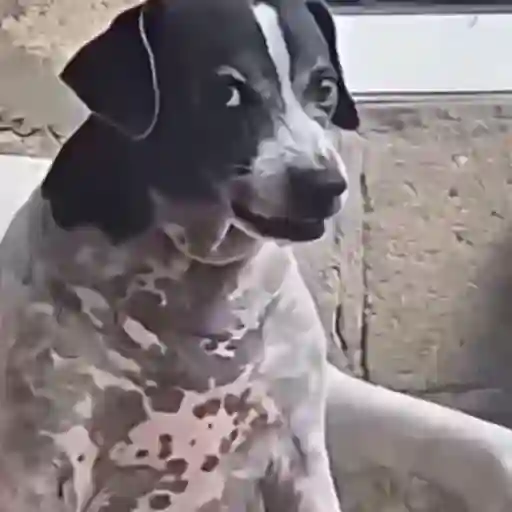 Doguinho | dog | cachorros 11