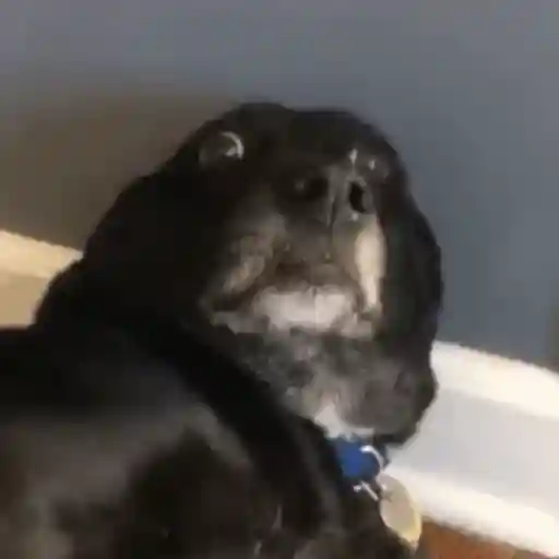 Doguinho | dog | cachorros 4