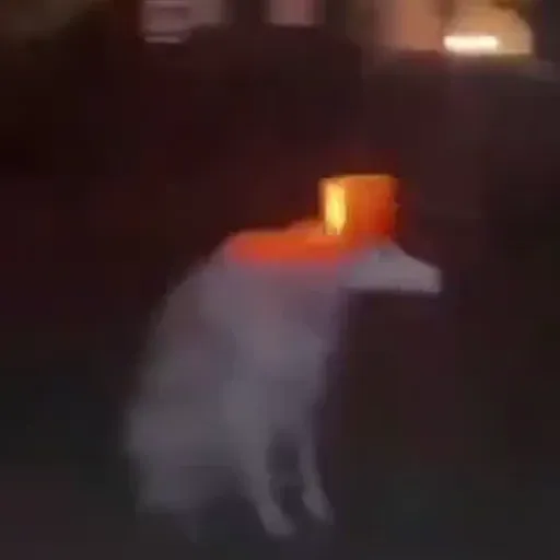 Doguinho | dog | cachorros 12