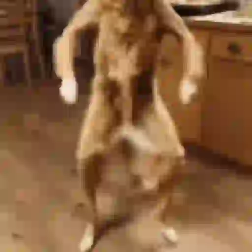 Doguinho | dog | cachorros 1