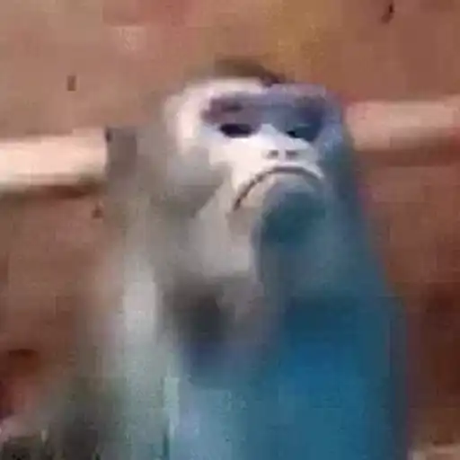 Macaco | monkey | mono 9