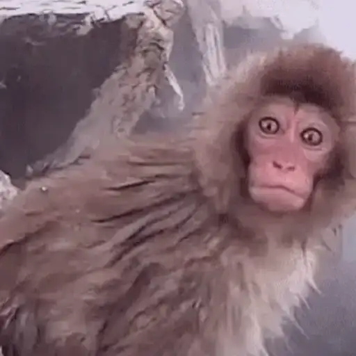 Macaco | monkey | mono 8