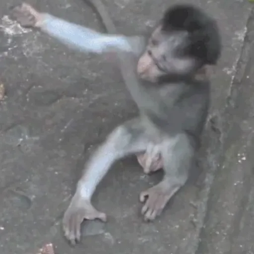 Macaco | monkey | mono 1