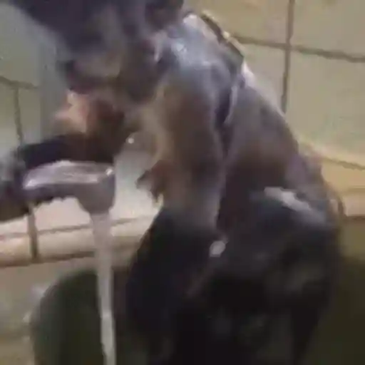 Macaco | monkey | mono 13