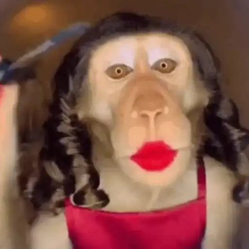 Macaco | monkey | mono 7
