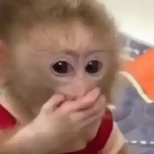 Macaco | monkey | mono 2