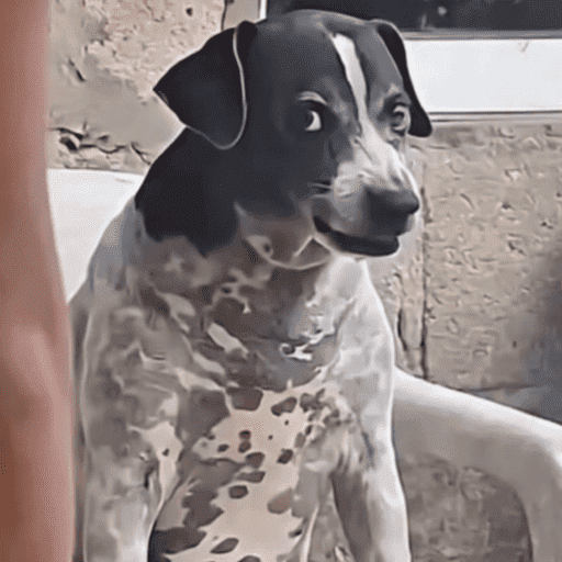 Cachorros | dogs | doguinhos 4