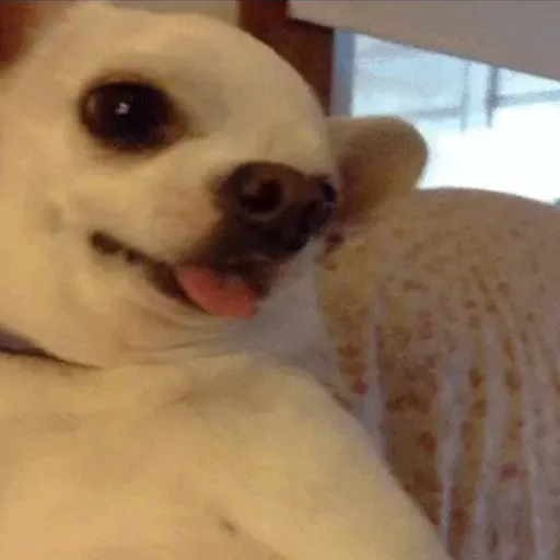 Dog | cachorro  11
