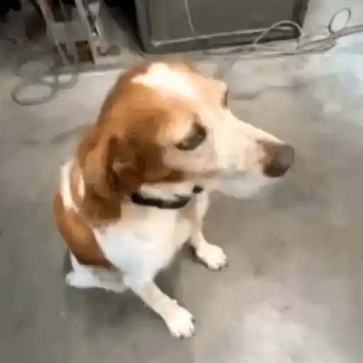 Dog | cachorro  9