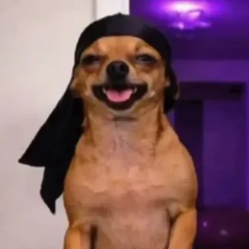 Dog | cachorro  4