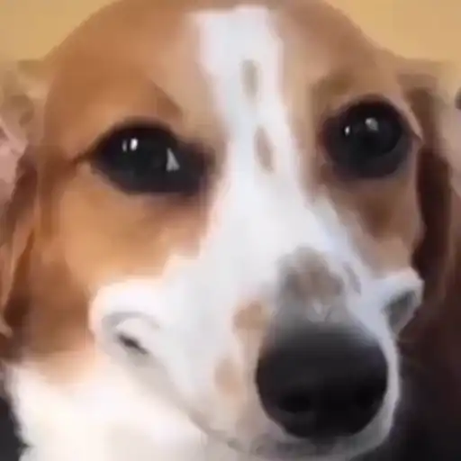 Dog | cachorro  5