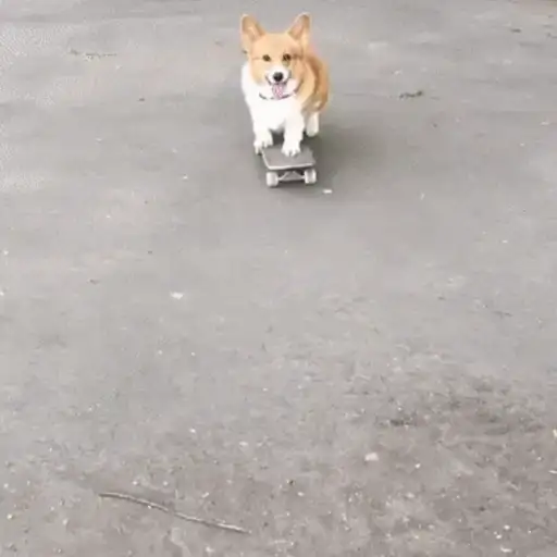 Dog | cachorro  12